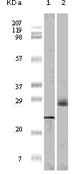 4EBP1 Antibody in Western Blot (WB)