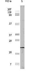 4EBP1 Antibody in Western Blot (WB)