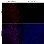 CD8a Antibody in Immunohistochemistry (Paraffin) (IHC (P))