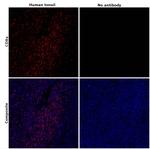 CD8a Antibody in Immunohistochemistry (Paraffin) (IHC (P))