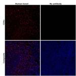 CD8a Antibody in Immunohistochemistry (Paraffin) (IHC (P))