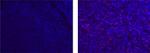 CD8a Antibody in Immunohistochemistry (Paraffin) (IHC (P))