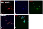 CD20 Antibody in Immunocytochemistry (ICC/IF)