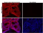 beta Catenin Antibody in Immunohistochemistry (Paraffin) (IHC (P))