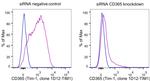 CD365 (TIM1) Antibody