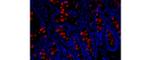 Trefoil Factor 3 Antibody in Immunohistochemistry (Paraffin) (IHC (P))