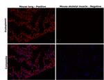 Podoplanin Antibody