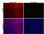 CD45RB Antibody in Immunohistochemistry (Paraffin) (IHC (P))