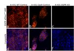 EGFR Antibody