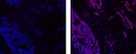 Cyclin E Antibody in Immunohistochemistry (Paraffin) (IHC (P))