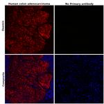 Desmin Antibody in Immunohistochemistry (Paraffin) (IHC (P))