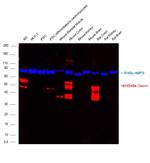 Desmin Antibody