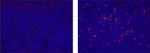 IDO Antibody in Immunohistochemistry (Paraffin) (IHC (P))