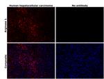 Arginase 1 Antibody in Immunohistochemistry (Paraffin) (IHC (P))