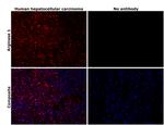 Arginase 1 Antibody in Immunohistochemistry (Paraffin) (IHC (P))