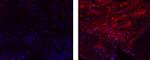 Collagen IV Antibody in Immunohistochemistry (Paraffin) (IHC (P))