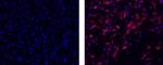 Vimentin Antibody in Immunocytochemistry (ICC/IF)