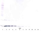 IL-3 Antibody in Western Blot (WB)