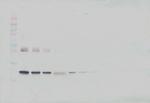 IL-6 Antibody in Western Blot (WB)