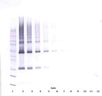 Adiponectin Antibody in Western Blot (WB)