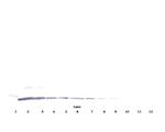 MCP-1 Antibody in Western Blot (WB)