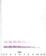 MCP-3 Antibody in Western Blot (WB)