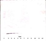 beta-NGF Antibody in Western Blot (WB)