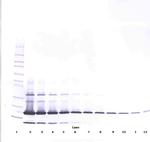 Resistin Antibody in Western Blot (WB)