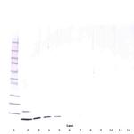 Resistin Antibody in Western Blot (WB)