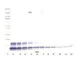 PPBP Antibody in Western Blot (WB)