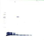 PPBP Antibody in Western Blot (WB)