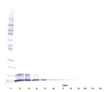 PPBP Antibody in Western Blot (WB)