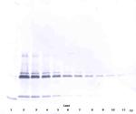 IL-17A Antibody in Western Blot (WB)