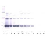 Cardiotrophin 1 Antibody in Western Blot (WB)