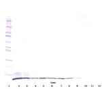 CXCL3 Antibody in Western Blot (WB)