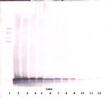 CCL21 Antibody in Western Blot (WB)