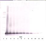 CCL21 Antibody in Western Blot (WB)