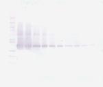 VEGF-165 Antibody in Western Blot (WB)