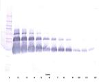 VEGF-165 Antibody in Western Blot (WB)