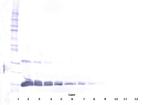 VEGF-165 Antibody in Western Blot (WB)