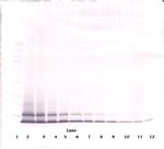 CXCL1 Antibody in Western Blot (WB)