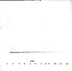 CXCL10 Antibody in Western Blot (WB)