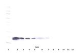 VEGF-165 Antibody in Western Blot (WB)