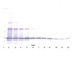 RANKL (soluble) Antibody in Western Blot (WB)