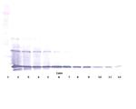 RANKL (soluble) Antibody in Western Blot (WB)