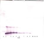 IL-10 Antibody in Western Blot (WB)