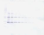 CNTF Antibody in Western Blot (WB)