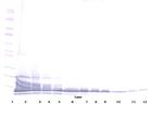 CXCL13 Antibody in Western Blot (WB)