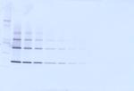 TNFRSF11B Antibody in Western Blot (WB)