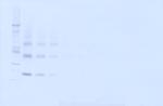 TNFRSF11B Antibody in Western Blot (WB)